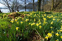 Wild daffodil (Narcissus pseudonarcissus) at Glencoyne Bay, Ullswater, Lake District, England, UK.