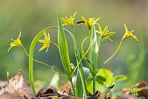 Yellow star of Bethlehem (Gagea lutea) in woodlands of th Schonbrunn Palace in Vienna, Austria, March.