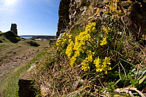 Yellow whitlow grass (Draba aizoides) growing at Pennard Castle, South Wales, UK. March. In Britain into only occurs on the cliffs around the Gower Peninsula.