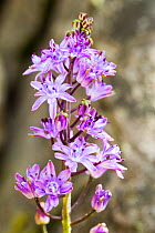 Autumn squill (Scilla autumnalis) a rare plant found around Britain&#39;s south-west coasts - here growing in the Avon Gorge, Bristol, UK, September.