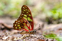 Swallowtail butterfly (Graphium cyrnus) Ankarafantsika National Park, Madagascar.