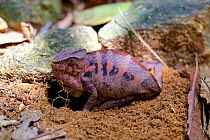 Panther chameleon (Furcifer pardalis) female burrowing in to ground  to lay eggs, Marojejy National Park, Madagascar.