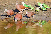 Madagascar turtle dove (Nesoenas picturatus) and Grey-headed lovebird (Agapornis canus) drinking at waterhole, Kirindy forest Private reserve, Madagascar.