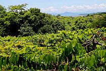 Ylang-Ylang crops (the flower of flowers), Nosy Be Island, Madagascar.
