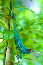 Panther chameleon (Furcifer pardalis), Lokobe National Park, Madagascar.