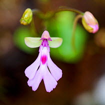 Flower (Cynorkis lowiana) Ranomafana National Park, Madagascar.