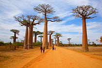 Grandidier's baobab (Adansonia grandidieri), Avenue of the Baobabs, Madagascar.