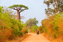 Grandidier's baobab (Adansonia grandidieri), Avenue of the Baobabs, Madagascar.