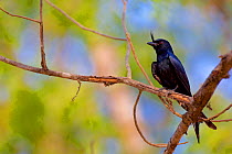 Crested drongo (Dicrurus forficatus) perched on branch, Madagascar.