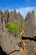 Vazaha tree (Commiphora sp.) Tsingy Bemaraha National Park, Madgascar.