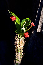 Viguier's spurge (Euphorbia viguieri) Tsingy Bemaraha National Park, Madagascar.