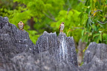 Malagasy kestrel (Falco newtoni) perched on jagged rock formations. Tsingy Bemaraha National Park, Madagascar.