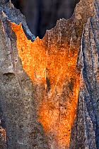 Sunlight on jagged rock formations, Tsingy Bemaraha National Park, Madagascar.