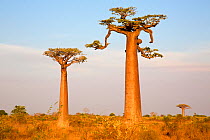 Grandidiers baobab (Adansonia grandidieri), Avenue of the Baobabs, Madagascar.