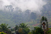 Traveller's palm (Ravenala madagascariensis) and misty habitat,  Ranomafana National Park, Madagascar.