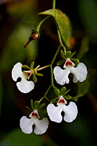 Orchid (Oeonia rosea) flower, Ranomafana National Park, Madagascar.