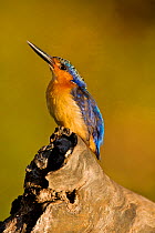 Madagascar kingfisher (Alcedo vintsioides) called Vitsi in Malagasy,  Ankarafantsika National Park