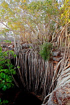 Roots of Banyan tree (Ficus benghalensis) descending into limestone sink-hole, Tsimanampetsotsa National Park, Madagascar.