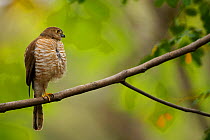 Frances's Sparrowhawk (Accipiter francesiae) Ankarafantsika National Park, Madagascar.