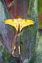 Madagascar moon / Comet moth (Argema mittrei) male, endemic to Madagascar, on rainforest tree trunk, Andasibe-Mantadia National Park, Madagascar, August.