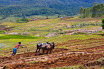 Man ploughing rice field with cattle, Madagascar.