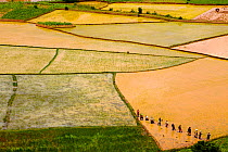 Aerial view of farmers transplanting rice, Madagascar.  December 2011.