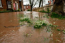 Flooded Snowdrops (Galanthus nivalis), Teme Street, Tenbury Wells, Storm Dennis, Worcestershire, 16 February 2020.