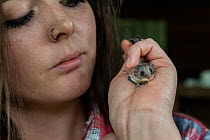 Emily Small, founder of Goongerah Wombat Orphanage, holds a juvenile feathertail glider (Acrobates pygmaeus) that was found after bushfires devastated the Goongerah area, Victoria, Australia. February...