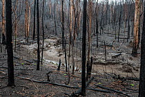 Martins Creek and surrounds after 2019/20 bushfires devastated the area. Rivers in the south-east of Australia endured drought, bushfires and intense rainfall in a brief period. The rains washed ash a...