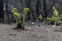 Ferns growing through ash of burnt forest after 2019/20 bushfires devastated the area. Martins Creek Scenic Reserve Nurran, Victoria, Australia. February 2020. Non-ex.