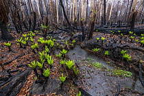 Hard tree ferns (Blechnum sp.) sprouting in burnt forest after 2019/20 bushfires devastated the area. Damaged Eucalyptus trees and soft tree ferns in the background. Martins Creek Scenic Reserve, Nurr...