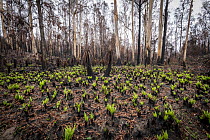 Hard tree ferns (Blechnum sp.) sprouting in burnt forest after 2019/20 bushfires devastated the area. Damaged Eucalyptus trees and soft tree ferns in the background. Martins Creek Scenic Reserve, Nurr...
