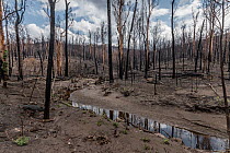 Martins Creek and surrounds after 2019/20 bushfires devastated the area. Rivers in the south-east of Australia endured drought, bushfires and intense rainfall in a brief period. The rains washed ash a...