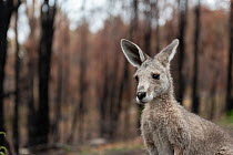 Eastern grey kangaroo (Macropus giganteus) on the burnt grounds of Wallabia Wildlife Shelter. The shelter was destroyed during the 2019/20 bushfires. This male kangaroo (called 'Link') was o...
