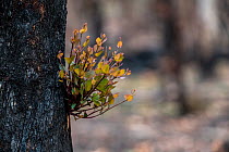 Red box tree (Eucalyptus polyanthemos) showing epicormic growth in response to bushfire damage / stress. Eucalyptus trees are some of the most successful resprouters in the world, with extensive epico...