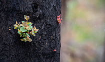 Eucalyptus tree (Eucalyptus sp.) showing epicormic growth in response to bushfire damage / stress. Eucalyptus trees are some of the most successful resprouters in the world, with extensive epicormic b...