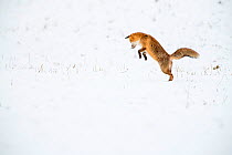 Red fox (Vulpes vulpes) hunting, pouncing on rodent prey under snow, Jura, Switzerland