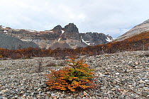 Nirre Tree (Nothofagus antarctica), near Campamento Neozleandes, Cerro Castillo National Park, Patagonia, Chile. January 2017.