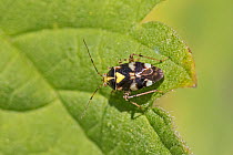 Capsid bug (Liocoris tripustulatus) Sutcliffe Park Nature Reserve, Eltham, London, England, UK, June.