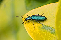 False blister beetle (Ischnomera cyanea) Brockley, Lewisham, London, England, UK. May.