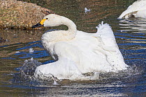 Bewick&#39;s Swan (Cygnus columbianus bewickii) One of a pair bathing