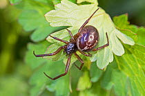 Female False Black Widow Spider (Steatoda nobilis) Beverley Court Gardens,Lewisham, London, England, UK. April 2015
