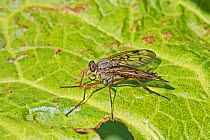 Downlooker snipefly (Rhagio scolopaceus) Sutcliffe Park Nature Reserve, Eltham, London, England, UK. May