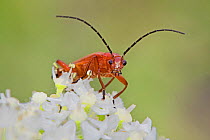 Common red soldier beetle (Rhagonycha fulva) with pollen-covered face, Brockley Cemetery, Lewisham, London, England, UK. June.