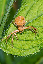 Crab Spider (Xysticus cristatus) Defensive posture Warwick Gardens, Peckham, London, England, UK. May