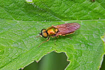 Broad centurion (Chloromyia formosa) male, Ladywell Fields, Lewisham, London, England, UK. May