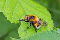 Hoverfly (Volucella bombylans) female grooming White-tailed Bumblebee mimic Brockley Cemetery, Lewisham, London, England, UK. June