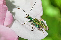 Swollen-thighed flower Beetle (Oedemera nobilis) male, New Cross Cutting, Lewisham, London, England, UK. June.