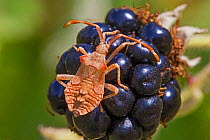Dock Bug (Coreus marginatus) late instar nymph on blackberry, Brockley Cemetery, Lewisham, London, England, UK. July.