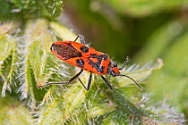 Rhopalid bug (Corizus hyoscami) Warwick Gardens, Peckham, London, England, UK, May 2017